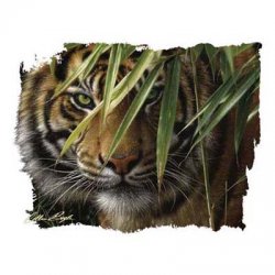 Thumbnail of Emerald Forest  Tiger  tshirt
