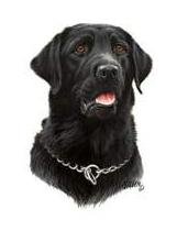 Thumbnail of Black  Lab  Dog  tshirt or Sweatshirt