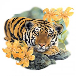 Thumbnail of Tiger Lily  Tiger tshirt