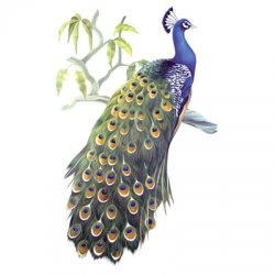Thumbnail of Peacock Bird tshirt