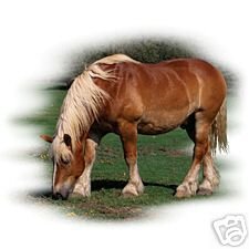 Thumbnail of Heavy Drafter  Horse Sweatshirt/ tshirt