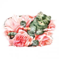 Thumbnail of Bed Of Roses  Cat  tshirt -Glitter Highlights