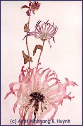 Thumbnail of Note Cards By Sister Marie Claire of New Helfta 