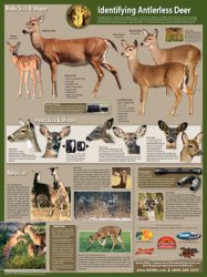 Thumbnail of Selective Antlerless Harvest Poster