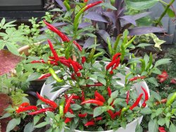 dragon pepper