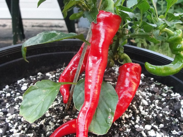 Cayenne Pepper