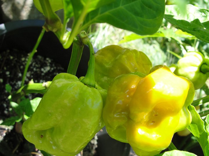 Mustard Yellow Habanero Pepper