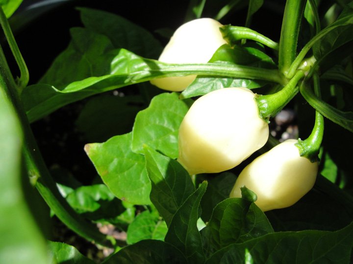 White Habanero Pepper plant