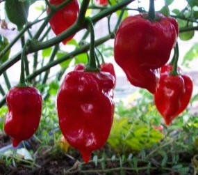 Organic Pepper Hot Habanero 1 Oz Groworganic Com