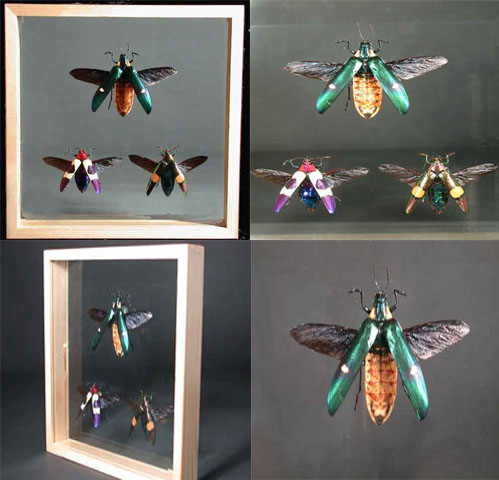 Exceptional Beetle Insect Specimens From Thailand