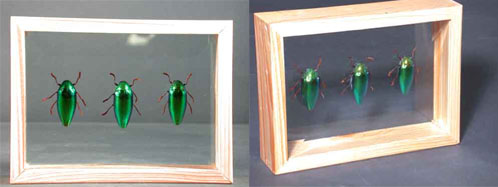 Green Beetles (Three) In Double Glass