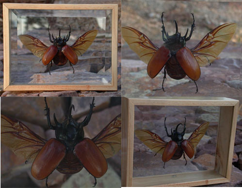 Huge Rhino Beetle In Beveled Glass Frame