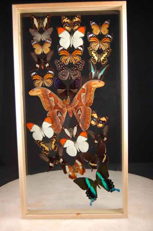 Giant Butterfly Collection 25 Insects In Beveled Double Glass