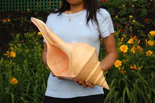 Seashell Syrinx aruanus Australian Trumpet Sea Shell 20 Inches