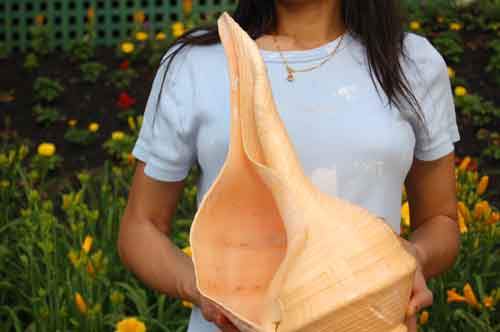 Seashell Syrinx aruanus Australian Trumpet Sea Shell 21 Inches