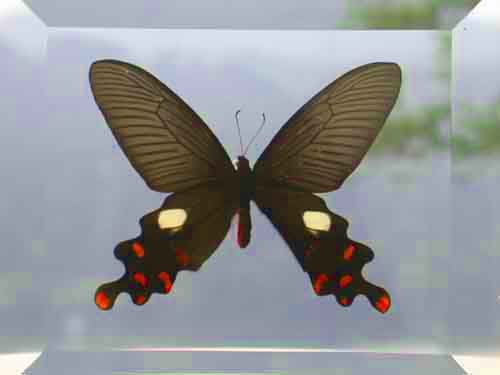 Sexy Black Butterfly Display Double Glass Framed