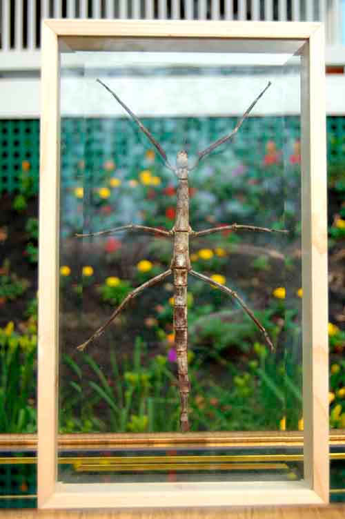 Huge Walking Stick Bug Framed Double Glass Insect