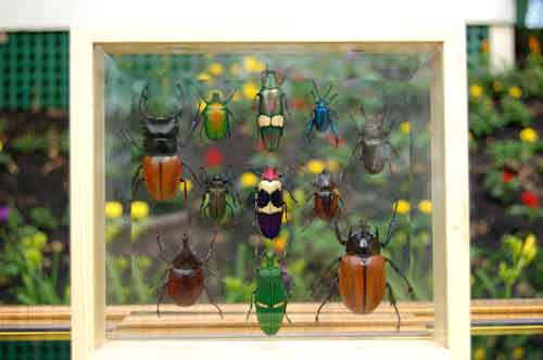 Large Insect Collection Framed Double Glass