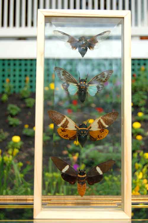 Giant Cicadas Insects w/ Wings Framed Double Glass