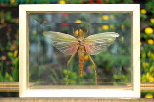 Grasshopper Giant Asian w/ Wings Framed Double Glass