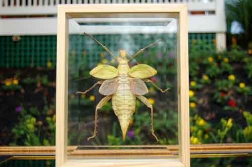 Image 0 of Giant Jungle Nymph Insect Bug Double Glass Wood Frame