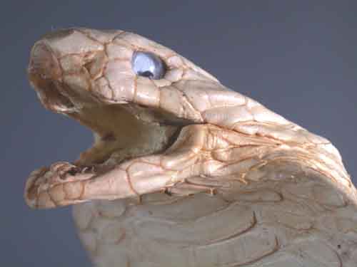 Huge Thai Cobra Taxidermy - Very Rare Limited