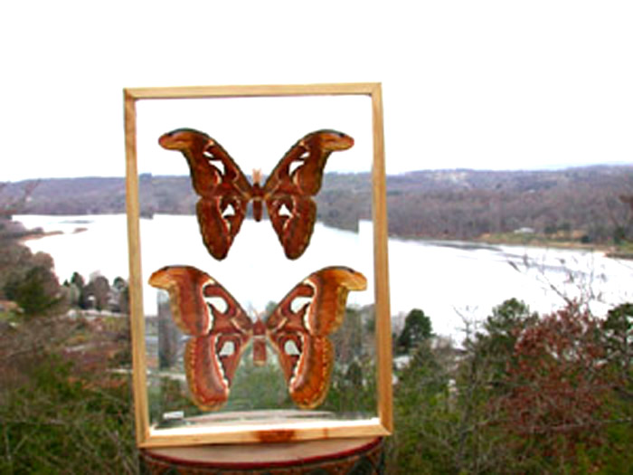 Image 0 of Giant Atlas Moth / Butterfly in Double Glass