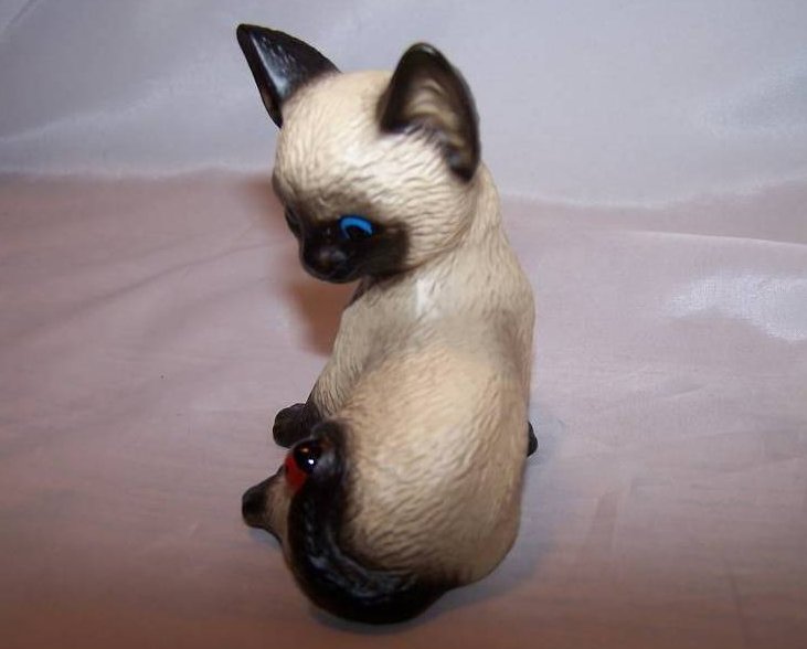 Image 3 of Harvey Knox Shocked Siamese Kitten Kitty Cat, Ladybug