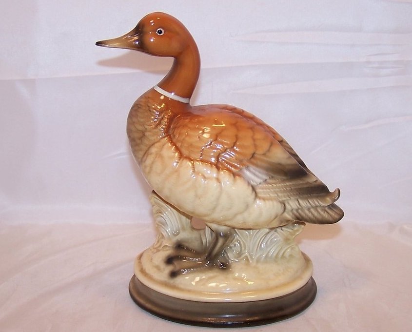 Image 0 of Ringneck Duck with Flipped Tail, Himark, Japan