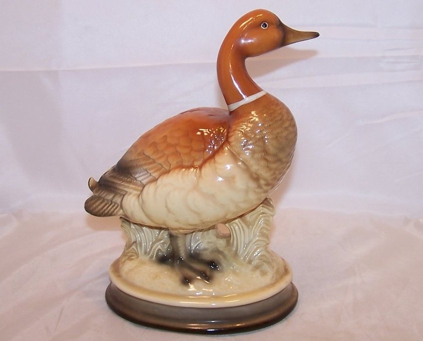 Image 2 of Ringneck Duck with Flipped Tail, Himark, Japan