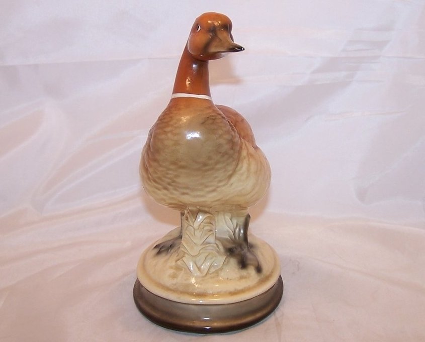 Image 3 of Ringneck Duck with Flipped Tail, Himark, Japan