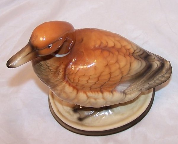 Image 4 of Ringneck Duck with Flipped Tail, Himark, Japan