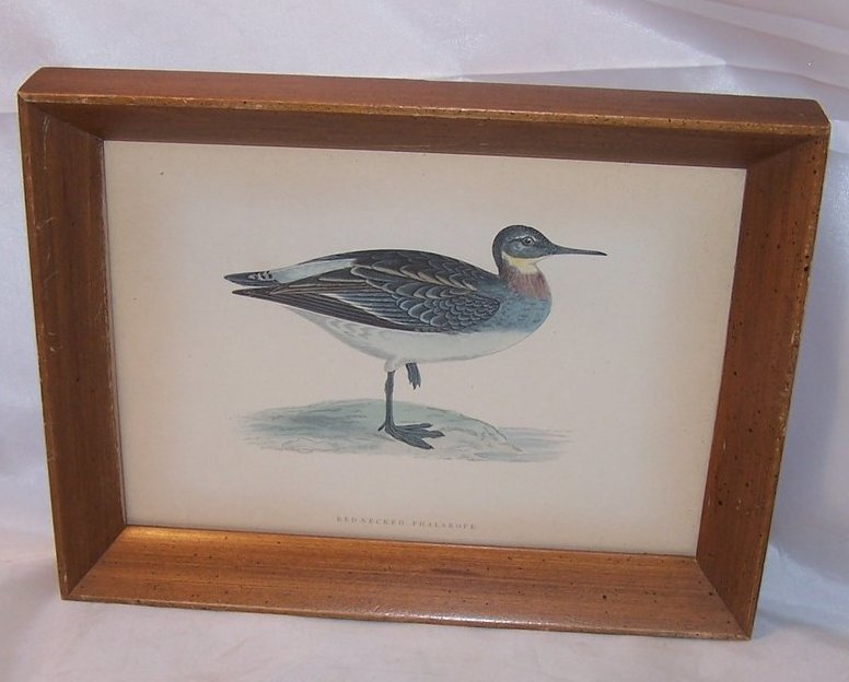 Red Necked Phalarope Orig Lithograph, Morris, Victorius 1865