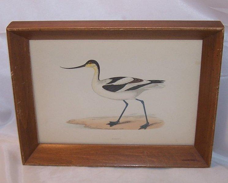 Image 0 of Avocet Bird, Original Lithograph, Morris, Victorius 1865