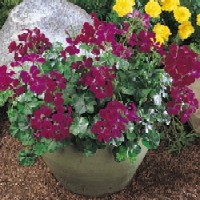HOBBS FARM AND GREENERY - IVY, BALCON AND ALPINE GERANIUM PLANTS