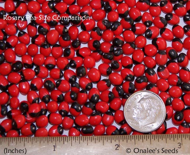 Rosary/Prayer Bead (Red/Black),Sailor's Valentine, Crab's Eye, Abrus  precatorius