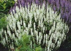 Salvia / Sage Seeds: Victoria White (Salvia farinacea), Easy Care