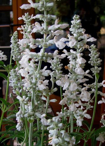 Image 1 of Salvia / Sage Seeds: Victoria White (Salvia farinacea), Easy Care