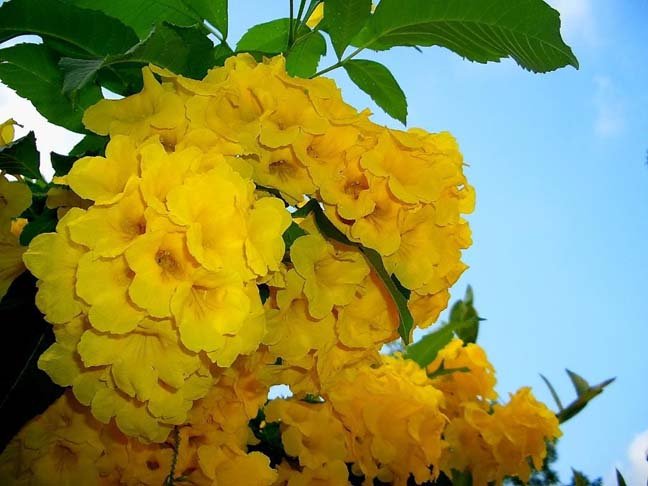 Yellow Elder, Tecoma Stans, Esperanza, Trumpetbush Seeds