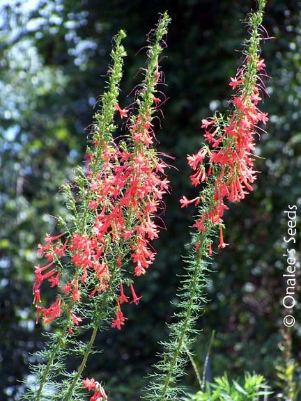 Image 0 of Standing Cypress, Ipomopsis rubra, Seeds. Hummingbird Favorite! Red Wildflower.