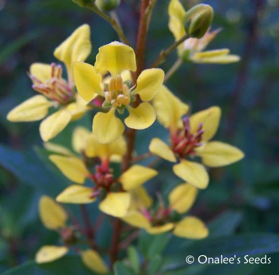 Golden Thryallis, Gold Shower, Rain of Gold,Galphimia Bush/Flowering