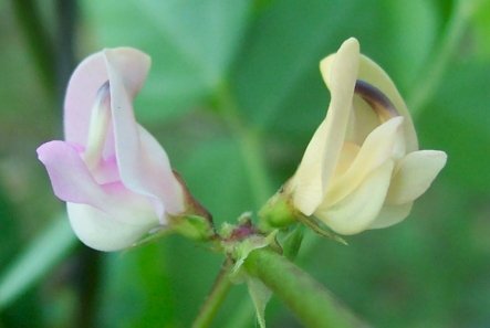 Image 1 of Pink Fuzzy Bean Vine, Trailing Pink Wild Bean, Strophostyles helvola, Seeds