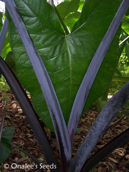 Elephant Ear:Blue Taro, Blue Tannia, Purple Stem, Xanthosoma violaceum