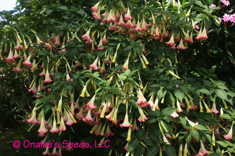 Image 1 of Angel's Trumpet MIXED COLOR cuttings: Yellow, pink, peach, white