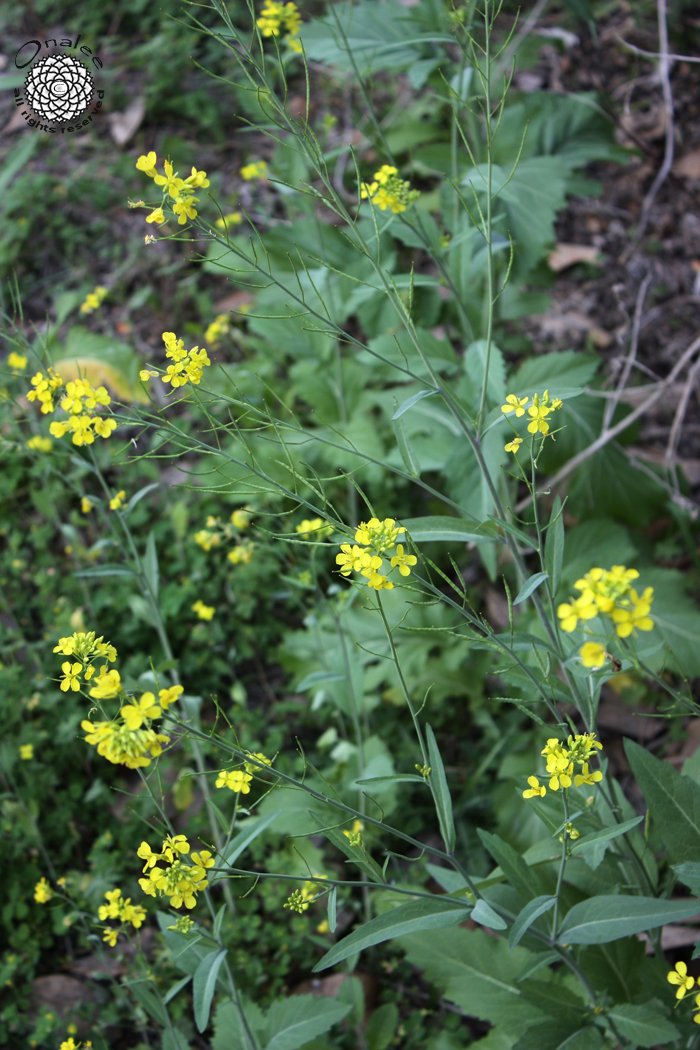 Heirloom Mustard Seeds / Yellow Flowers / Cold Hardy!