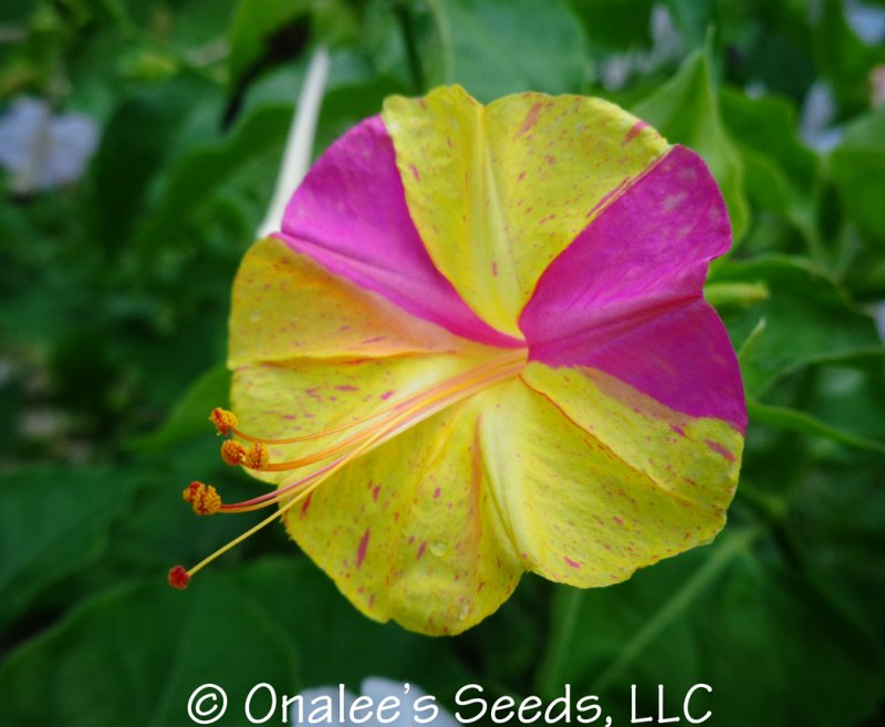 FOUR O'CLOCK: MIXED COLORS,  Marvel of Peru Seeds - SOME OF EVERY COLOR!