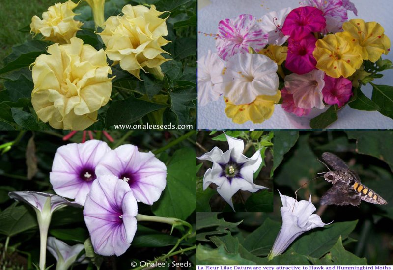 Night Garden Collection - COLORFUL - Night Blooming Flowers, 4 Packs!