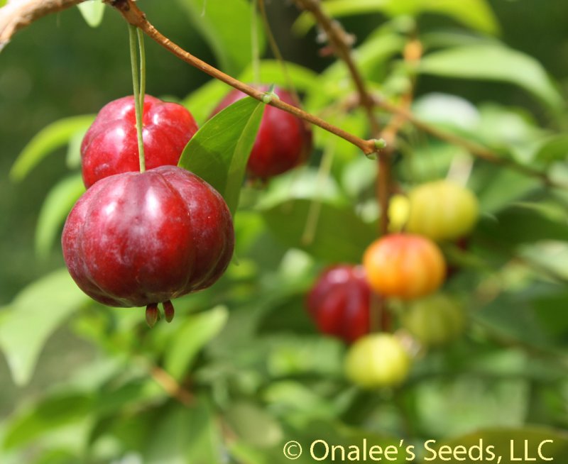 Image 0 of Surinam Cherry, Florida Cherry,  Eugenia uniflora, Seeds