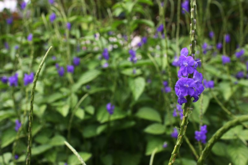 Blue Porterweed, Stachytarpheta urticifolia, Seeds. Butterfly Magnet!