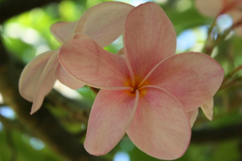 Image 2 of Pink Frangipani (Plumeria rubra) Unrooted Cutting, Fragrant Tropical